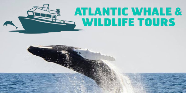 Atlantic Whale & Wildlife Tours