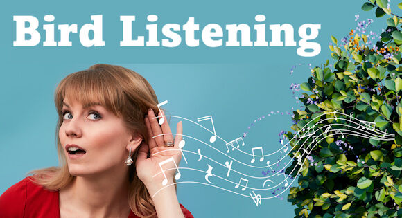 Bird Listening: 17 Sep 2026