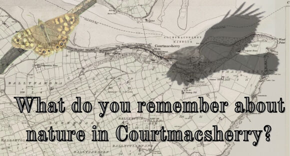 What do you remember about nature in Courtmacsherry? - 27 June 2026