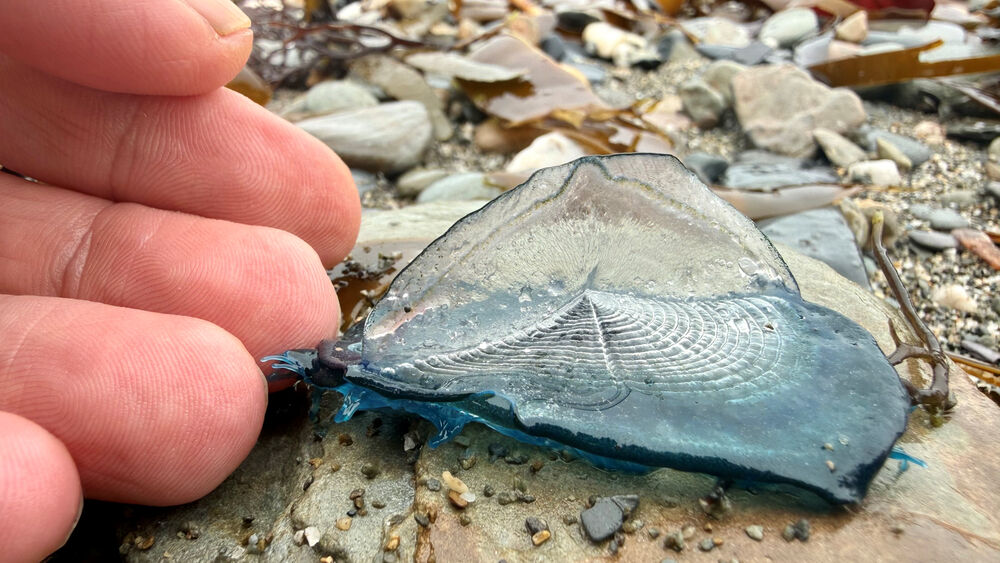 Velella velella (aka 'by-the-wind sailor')