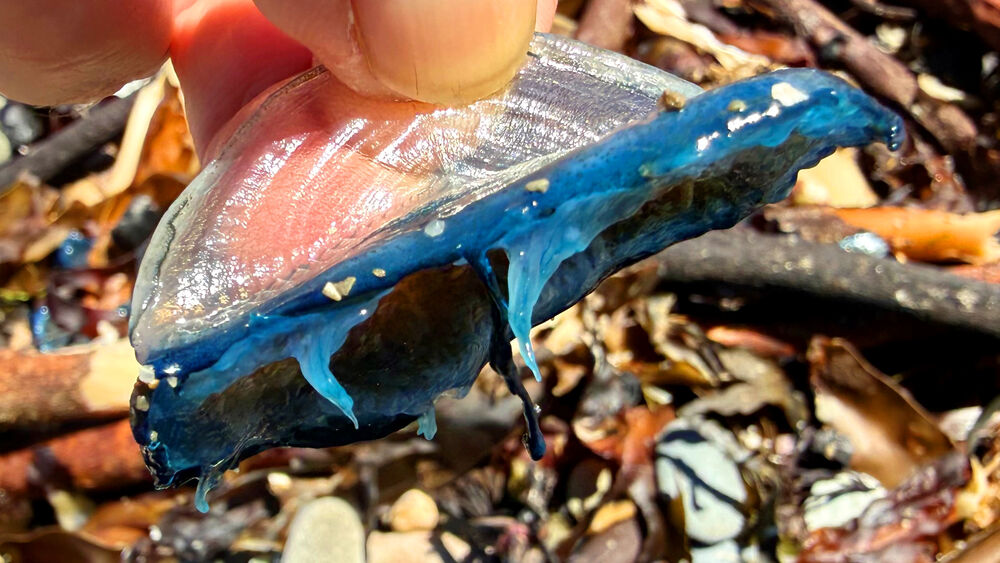 Velella velella - showing the stinging tentacles