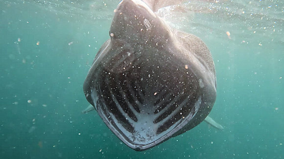 Basking Sharks