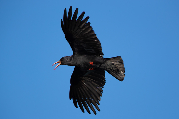 Chough in flight showing the finger-like feathers