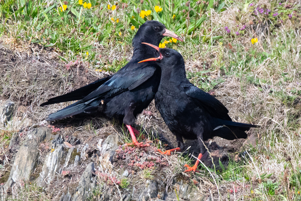 A Chough feeding it's young