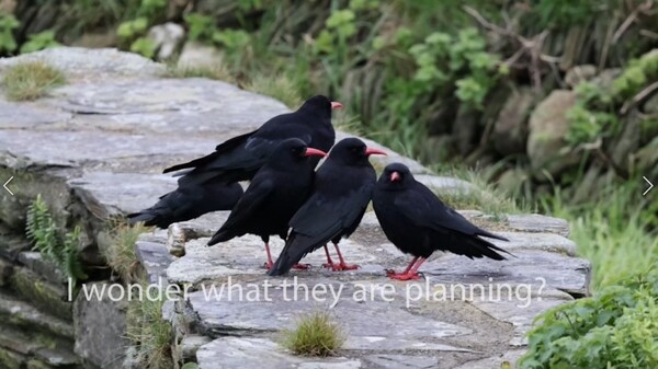 A Chattering of Choughs