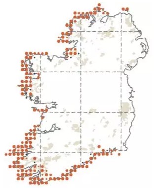 Distribution of the Chough