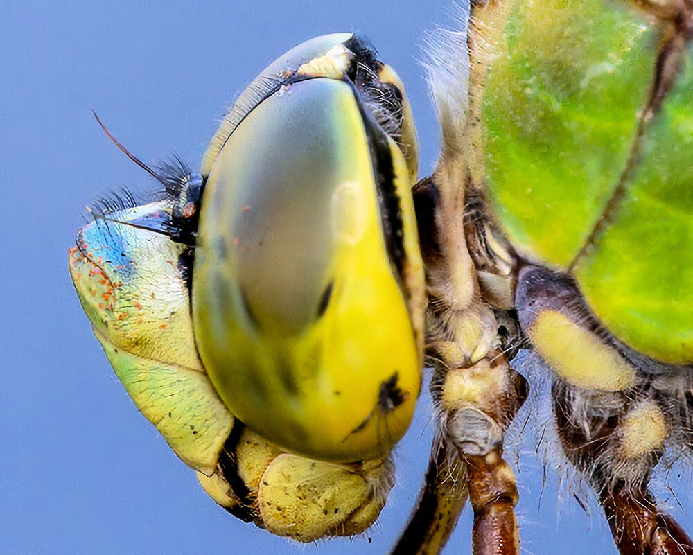 Close up of the Dragonfly's head