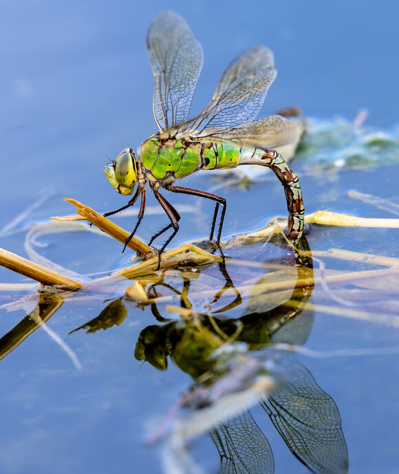 Emperor Dragonfly or Blue Emperor (Anax imperator)