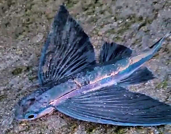 Flying Fish (Exocoetidae)