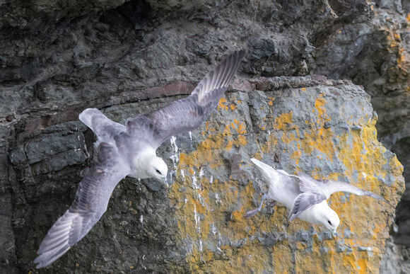The Fascinating Fulmar