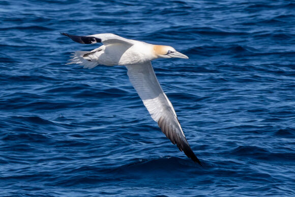 The Amazing Gannet