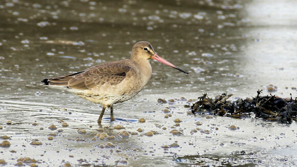 Black-tailed Godwit