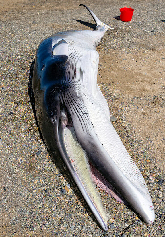 Minke Whale