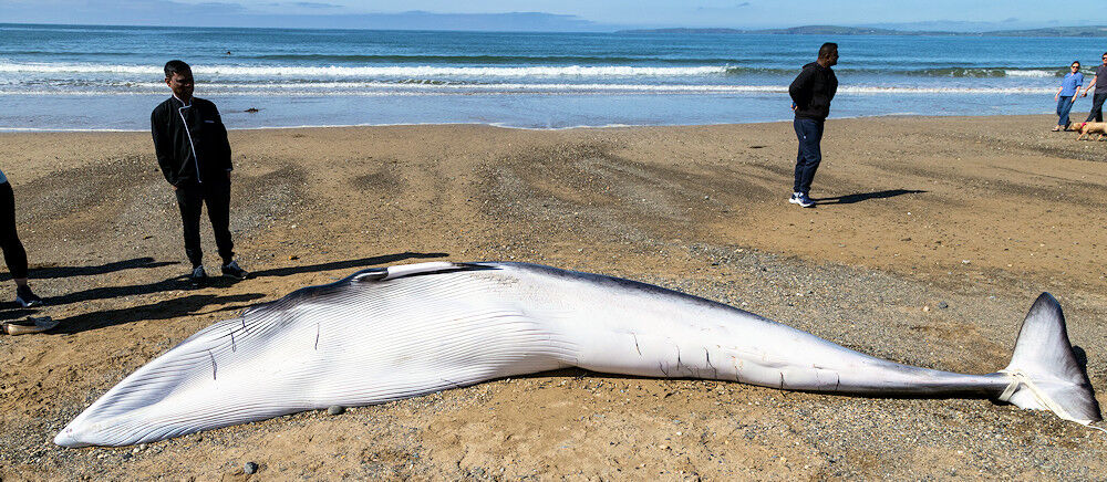 Minke Whale at Garrylucas Beach with some onlookers