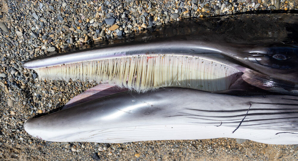The Minke Whale's baleen and big tongue
