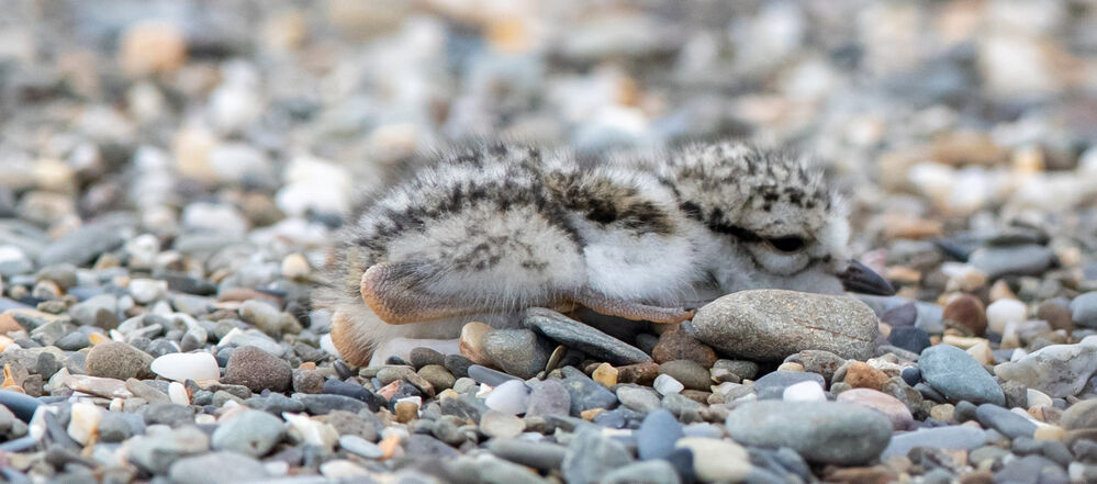 Ringed Plover Chick pretending to be a pebble