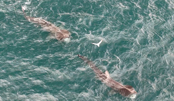 Basking Sharks: 2 May 2026